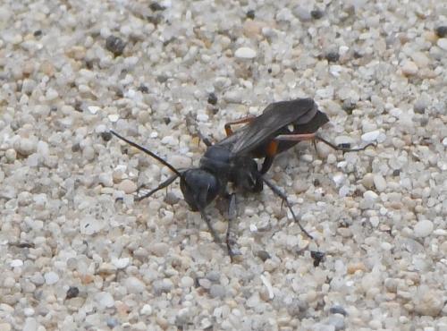 Episyron rufipes